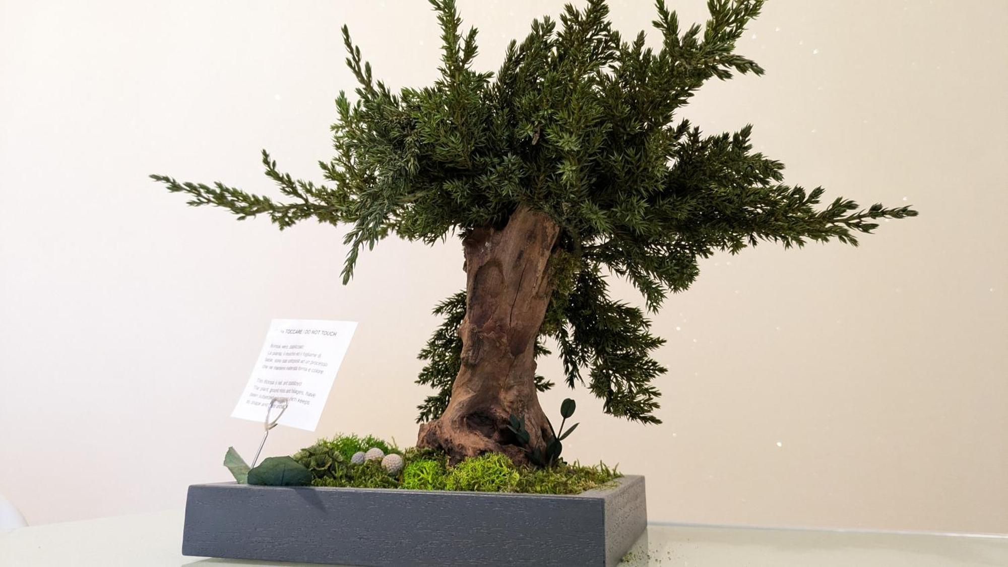 Bonsai Bed & Breakfast Fiumicino Extérieur photo